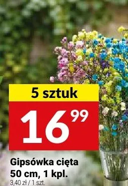 Gipsówka cięta 50cm promocja w Twój Market