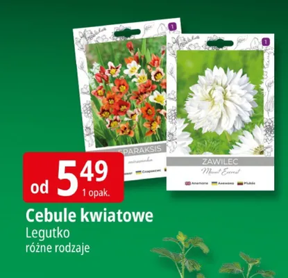 Cebule kwiatowe promocja w Leclerc