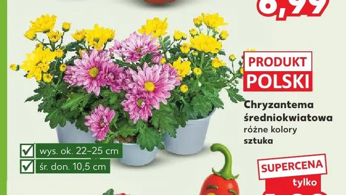 Chryzantema średniokwiatowa promocja w Kaufland