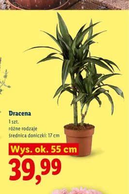 Dracena promocja w Lidl