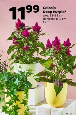 Celosia Deep Purple wys. 33-38cm doniczka ø 12cm promocja w Netto