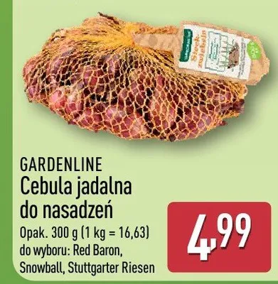 Cebula jadalna do nasadzeń promocja w Aldi