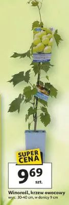 Winorośl, krzew owocowy promocja w Auchan
