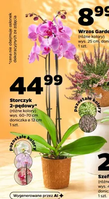 Storczyk 2-pędowy promocja w Netto