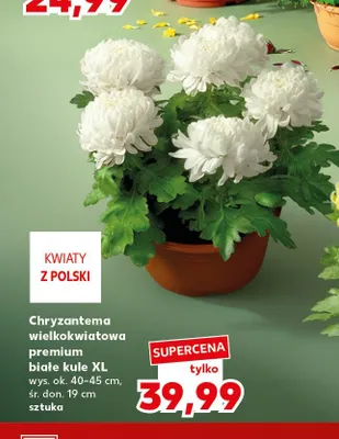 Chryzantema wielkokwiatowa premium białe kule Xl promocja w Kaufland