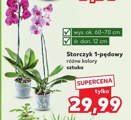 Storczyk 1-pędowy różne kolory promocja w Kaufland