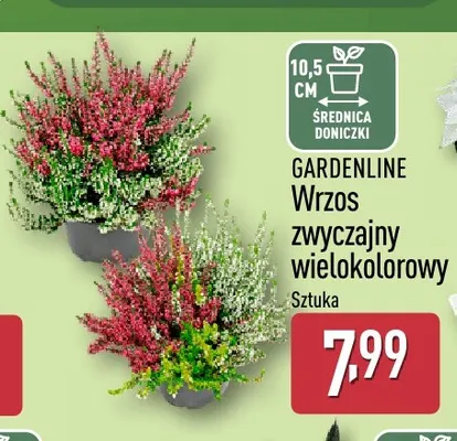 Wrzos zwyczajny wielokolorowy Gardenline promocja w Aldi