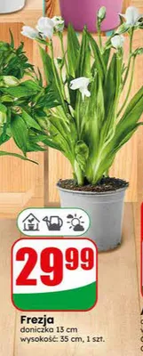 Frezja doniczka 13cm wysokość 35cm promocja w Dino