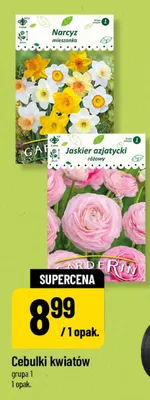 Cebulki kwiatów Narcyz mieszanka Garderin promocja w POLOmarket