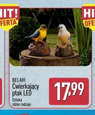 Ćwierkający ptak LED Belavi promocja w Aldi