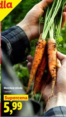 Marchew młoda promocja w Lidl