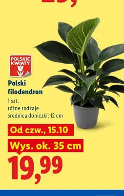Polski filodendron promocja w Lidl