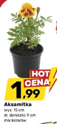 Aksamitka promocja w Bricomarche