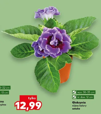 Gloksynia wys. 30-35cm śr. don. 12cm promocja w Kaufland