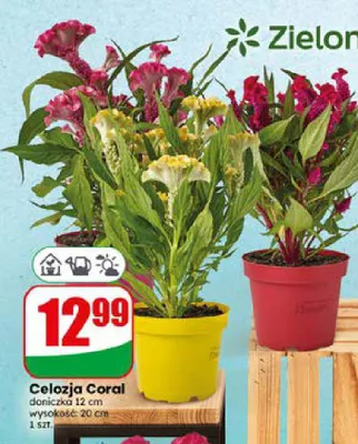 Celozja Coral doniczka 12 cm wysokość 20 cm promocja w Dino