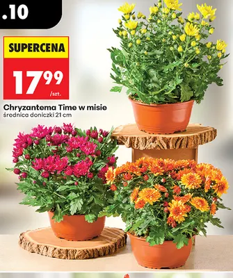 Chryzantema Time w misie promocja w Biedronka