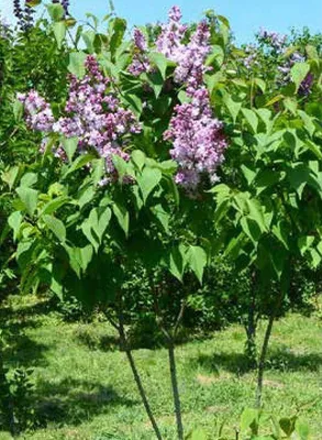 Katalog ogród, strona 62 promocja w Bricomarche