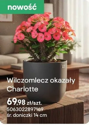 Wilczomlecz okazały Charlotte promocja w Castorama