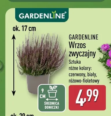 Wrzos zwyczajny Gardenline promocja w Aldi