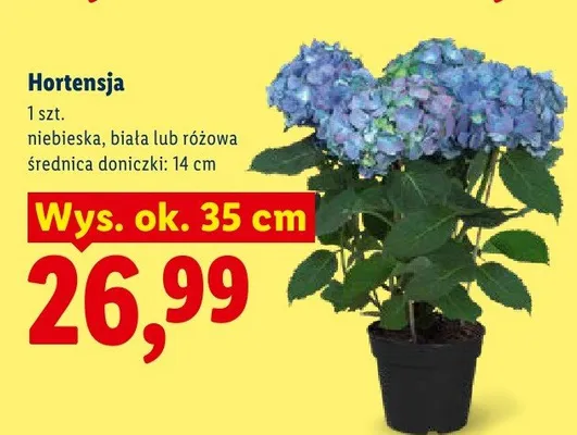 Hortensja niebieska promocja w Lidl