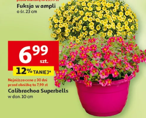Calibrachoa Superbells w donicy promocja w Auchan