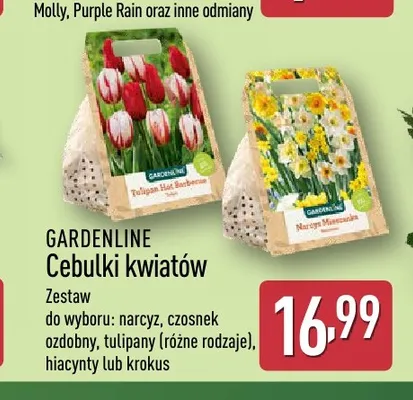 Cebulki kwiatów narcyz Gardenline promocja w Aldi