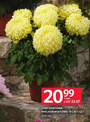 Chryzantema wielkokwiatowa 19 cm promocja w Selgros