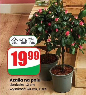 Azalia na pniu, 30 cm promocja w Dino
