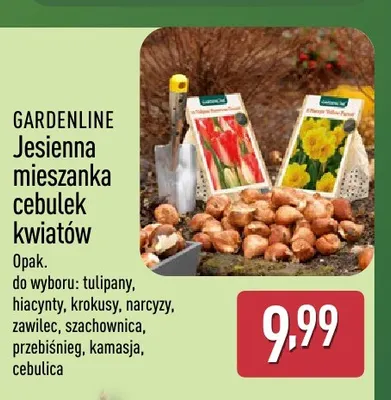 Jesienna mieszanka cebulek kwiatów krokusy Gardenline promocja w Aldi