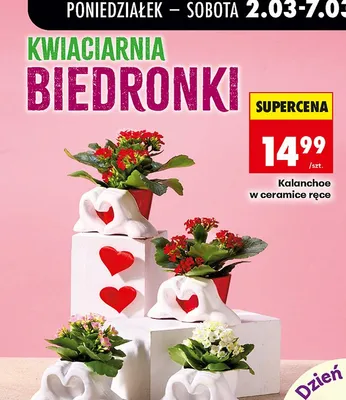 Kalanchoe w ceramice ręce promocja w Biedronka