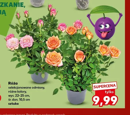 Róża selekcjonowane odmiany wys. 22-25 cm śr. don. 10,5 promocja w Kaufland