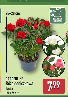 Róża doniczkowa Gardenline promocja w Aldi