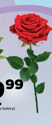 Róża promocja w Netto