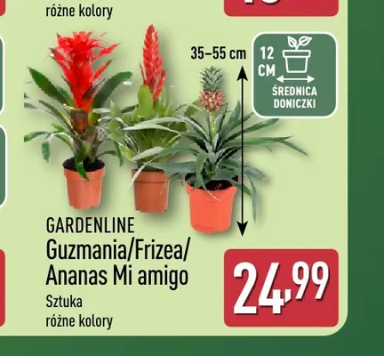 Frizea Gardenline promocja w Aldi