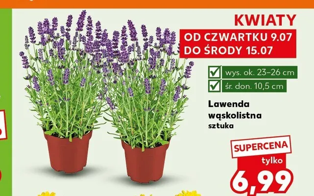Lawenda wąskolistna promocja w Kaufland