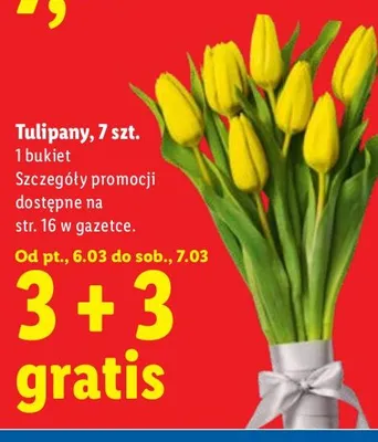 Tulipany promocja w Lidl