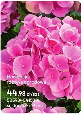 Hortensja różowa ogrodowa promocja w Castorama