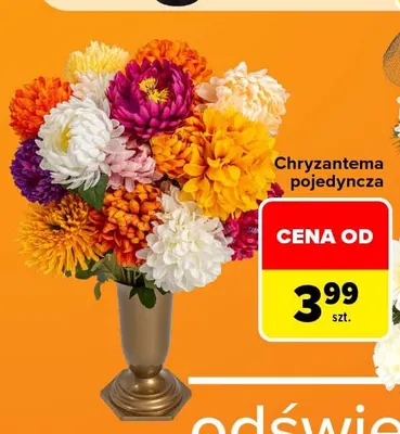 Chryzantema pojedyncza promocja w Carrefour