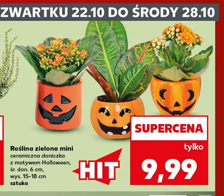 Roślina zielona mini ceramiczna doniczka z motywem Halloween śr. don. 6 cm wys. 15-18 promocja w Kaufland