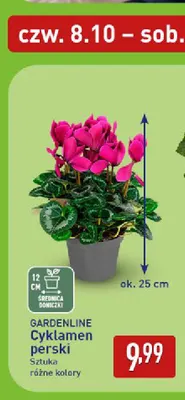 Cyklamen perski Gardenline promocja w Aldi