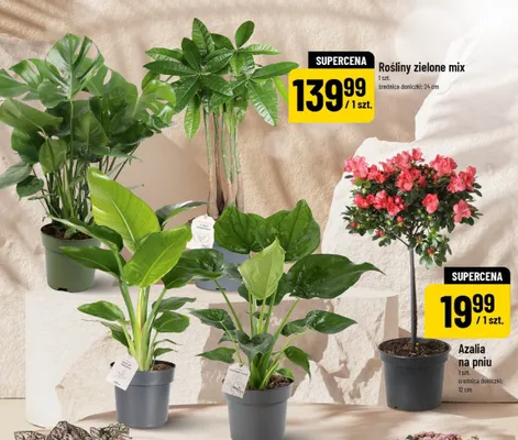 Rośliny zielone mix promocja w POLOmarket