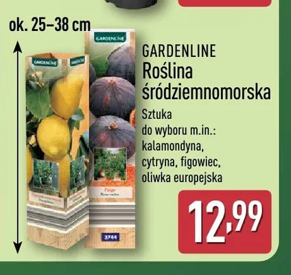 Roślina śródziemnomorska GARDENLINE promocja w Aldi