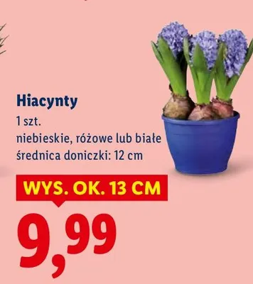 Hiacynty niebieskie, różowe lub białe promocja w Lidl