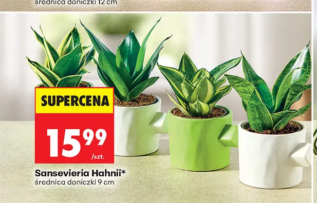 Sansevieria Hahnii promocja w Biedronka