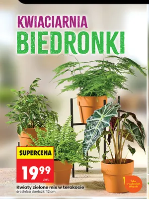 Kwiaty zielone mix w terakocie promocja w Biedronka