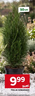 Thuja Szmaragd 50 cm promocja w Stokrotka