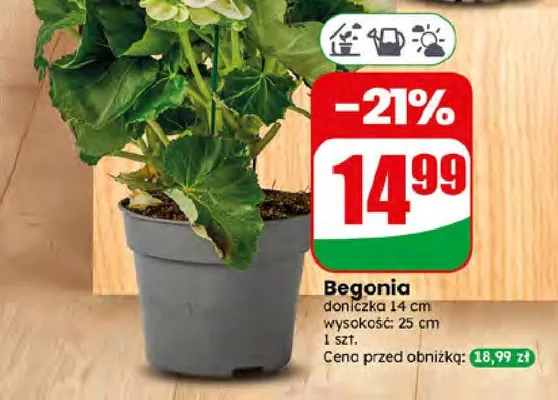 Begonia doniczka 14 cm promocja w Dino