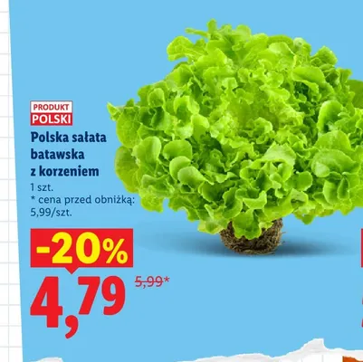 Polska sałata batawska z korzeniem promocja w Lidl