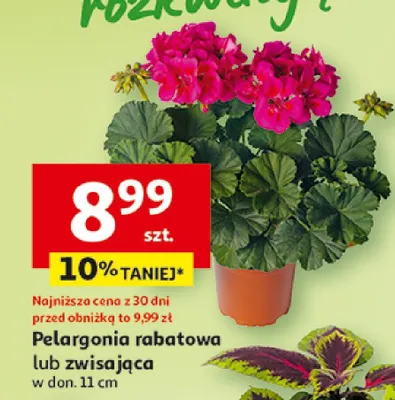Pelargonia rabatowa w donicy promocja w Auchan