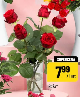 Róża cięta promocja w POLOmarket